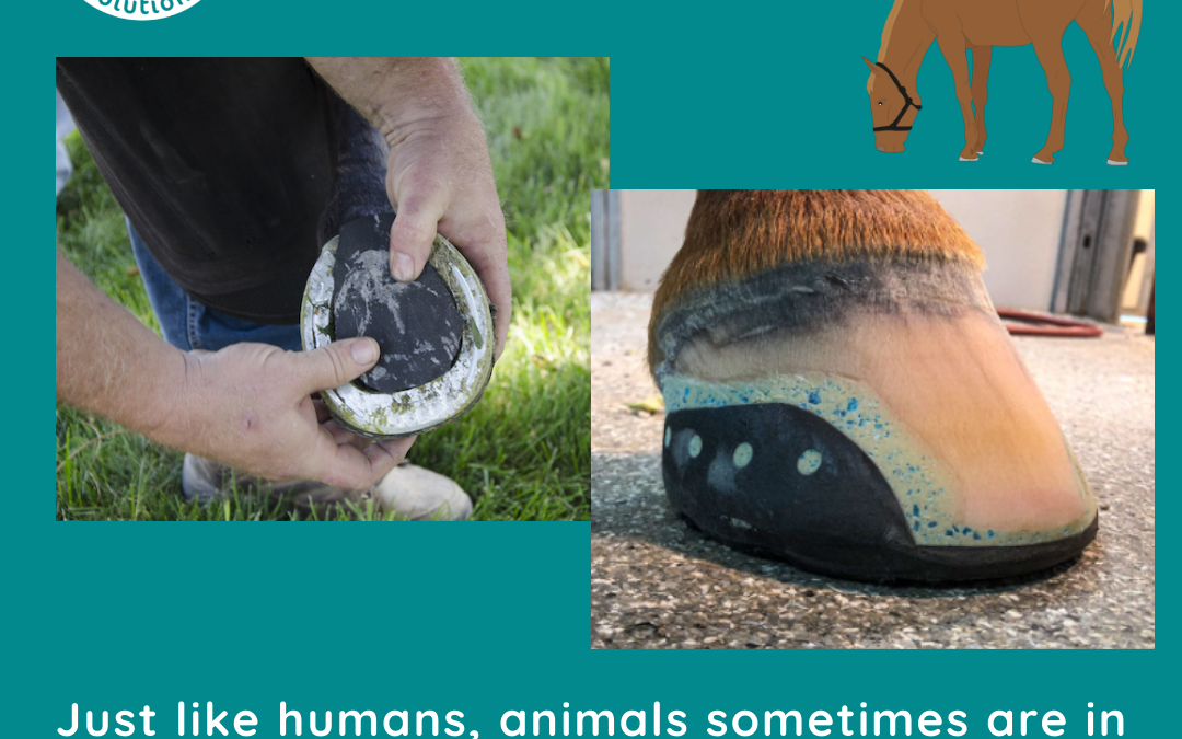 Did you know that much like humans, horses can also wear orthotics?